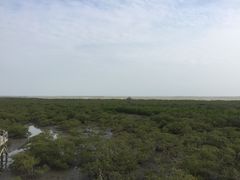 -北海金海湾红树林生态旅游区