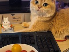 -欣宠猫屋·矮脚拿破仑·蓝金金渐层