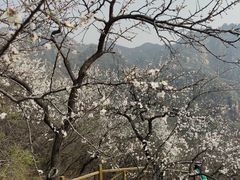-大岭沟猕猴桃谷风景区