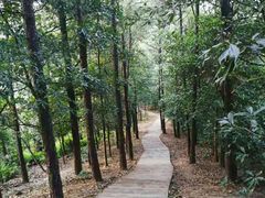 -滴水岩森林公园