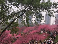 -重庆彩云湖湿地公园