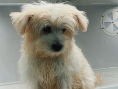 -翊宠yipet猫狗购宠庄园犬舍•猫舍