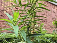 -广州神农草堂中医药博物馆