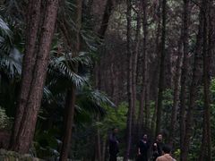 -铁山坪森林公园