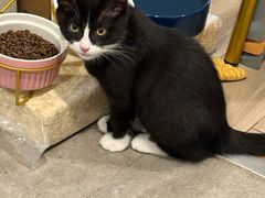 -萌兽医馆·宠物医院·猫骨科(创景店)