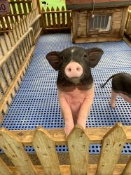 -萌宠亲子动物乐园(槐房万达店)