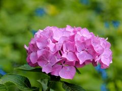 -西湖风景区-江洋畈生态公园