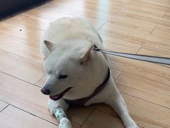 -瑞派·关忠动物医院猫科外科·异宠·24小时转诊中心(祥云店)