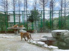 -上海野生动物园老虎餐厅