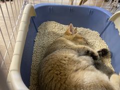 -柴迷FANS CLUB·柴犬狗咖·猫咖