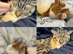 -平行世界·猫咖(首经贸店)
