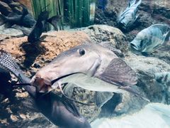 -上海海洋水族馆