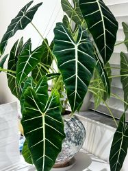 -安那般那皮肤年轻化ANAPANA