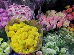 -大自然花鸟鱼虫市场