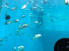 -瑞德姆美人鱼海底演艺主题餐厅(亚龙湾店)