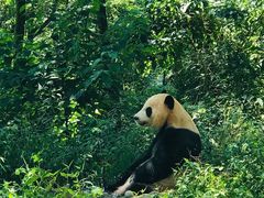 -中国大熊猫保护研究中心雅安碧峰峡基地