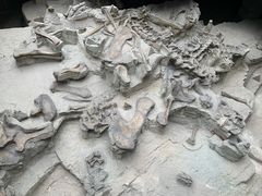 -自贡恐龙博物馆