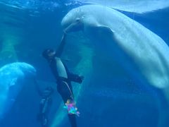 -秦皇岛乐岛海洋王国