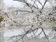 -嘉定紫藤园