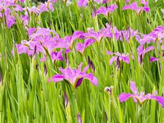 -金鸡湖桃花岛
