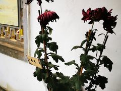 -杭州植物园