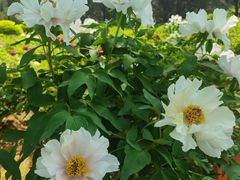 -莲花池公园