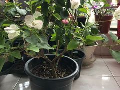 -双季花艺园艺市场(浦东店)