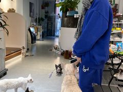 -琪喵猫屋·撸猫猫咖·猫舍