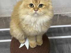 -喵zoo家庭繁育猫舍(尖东智能花园店)