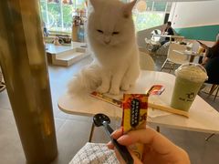 -飞行喵MR PILOT|猫舍·猫咖(静安大融城店)
