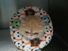 -pd派德宠物中心医院24H急重症·眼科中心·血液透析中心(嵩山北路店)