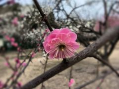 -香雪海
