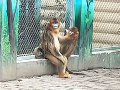 -西安秦岭野生动物园