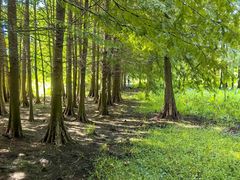 -溱湖国家湿地公园