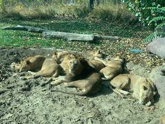 -北京野生动物园