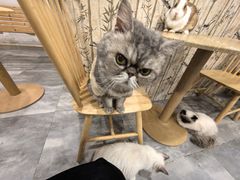 -楼上猫咖(罗湖店)
