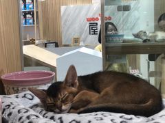 -屋虎猫馆(宝安大仟里店)