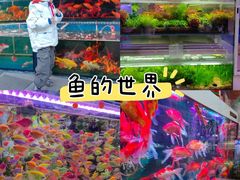 -平吉花卉市场