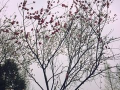 -重庆彩云湖湿地公园