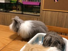 -藦茜花园宠物主题亲子互动体验馆(国顺东路店)