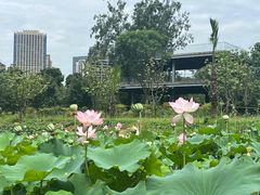 -三圣花乡旅游区