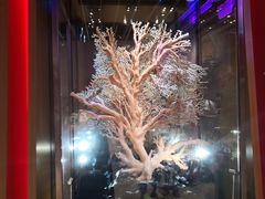 -绮丽珊瑚(台北101旗舰门市店)