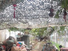 -马陆小张葡萄园农家乐