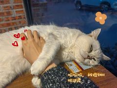 -豆逗聊愈猫阁Easy Life