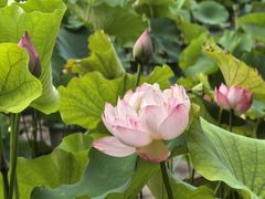 -莲花池公园
