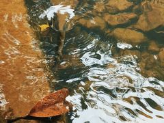 -广州白江湖森林公园