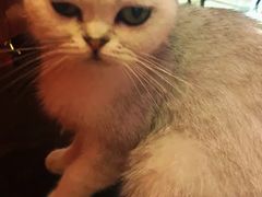 -猫色咖啡·猫咖