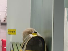 -瑞派先诺宠物医院•猫专科•普外科•中兽医(佛山院)