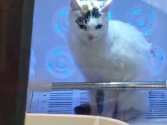 -PETKIT小佩宠物·低压洗护(国顺东路店)