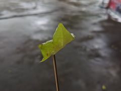 -阿群甘草水果
